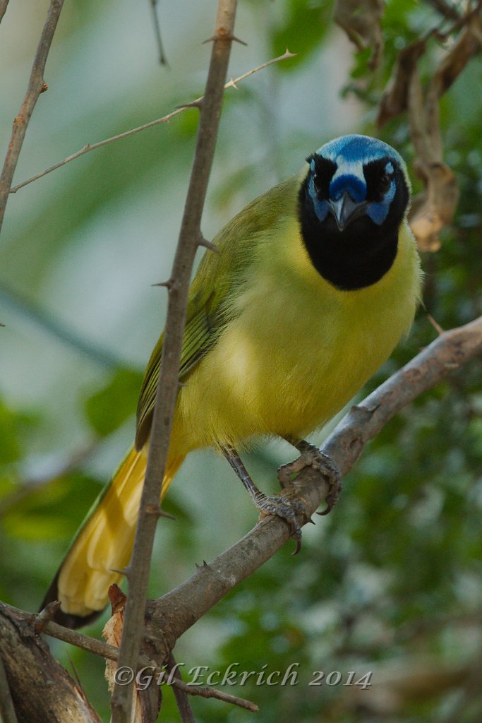 Green Jay 2014-01-25.jpg